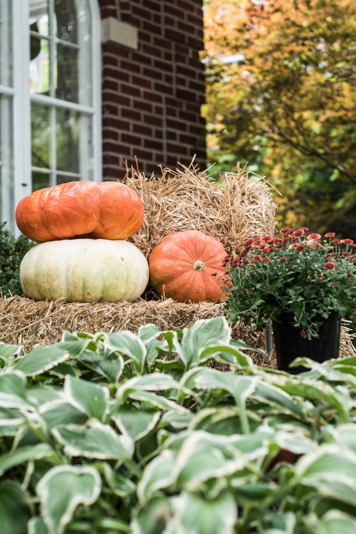 orange pumpkins cream pumpkins front door #falldecorations #fall #pumpkins