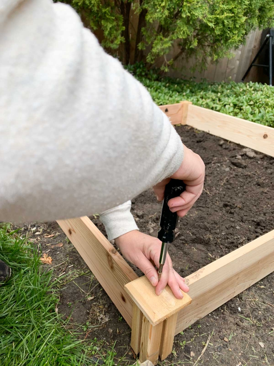 hostas vegetable garden #gardening #vegetablegarden #diy