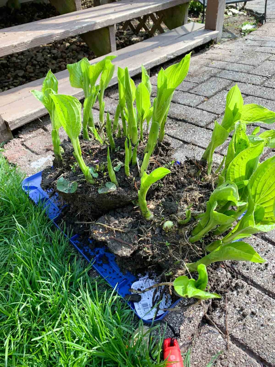 hostas vegetable garden #gardening #vegetablegarden #diy