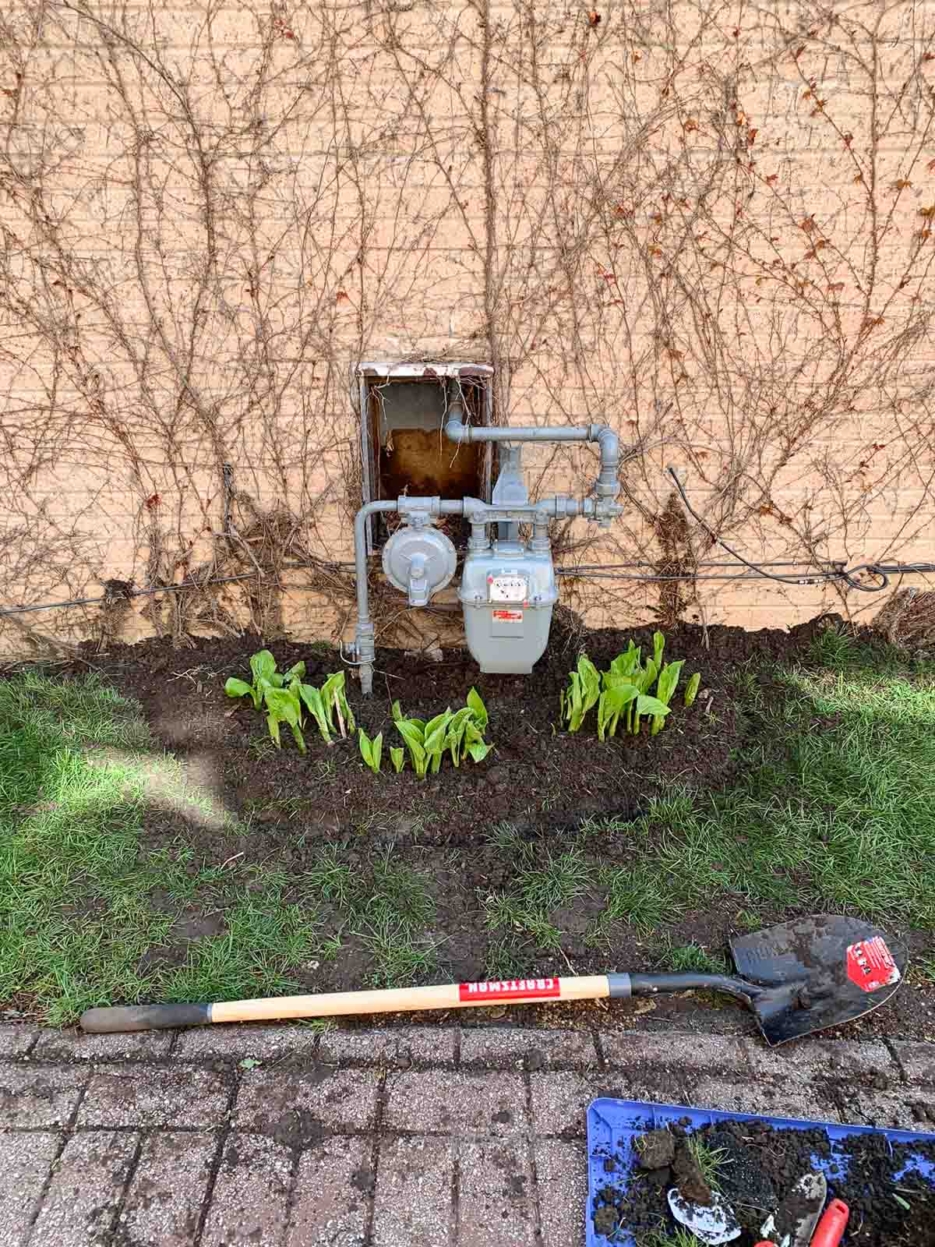 hostas vegetable garden #gardening #vegetablegarden #diy