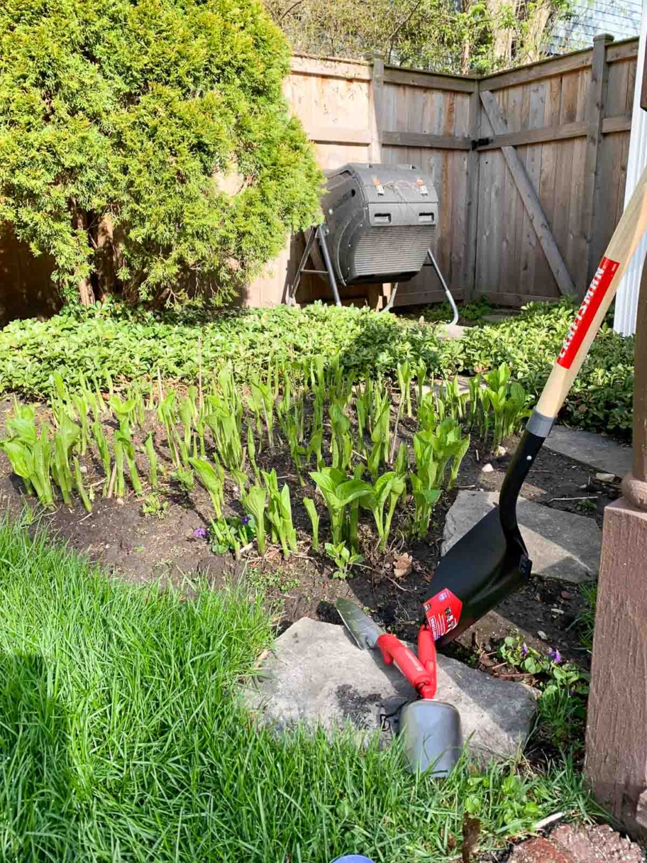 hostas vegetable garden #gardening #vegetablegarden #diy