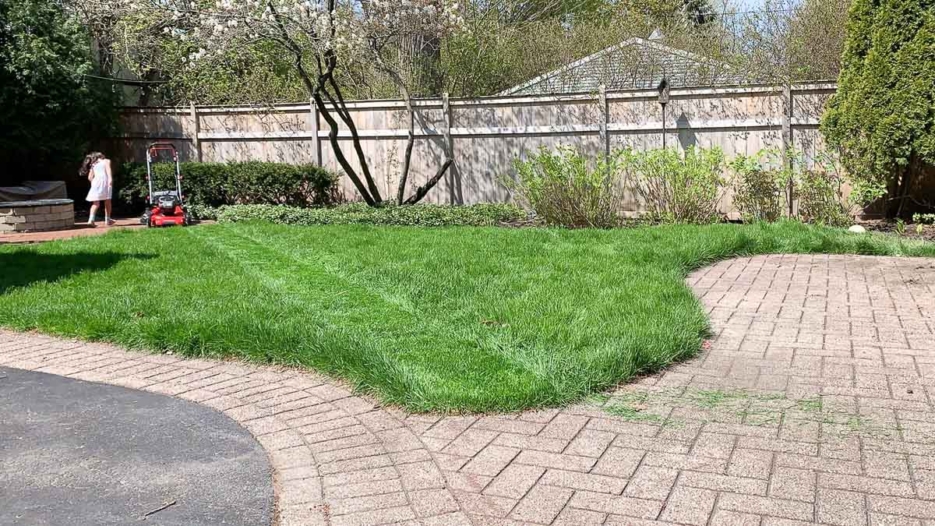 healthy green lawn mowing lawn #lawntip #greenlawn