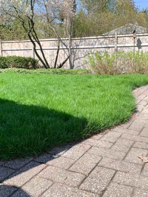 healthy green lawn mowing lawn #lawntip #greenlawn