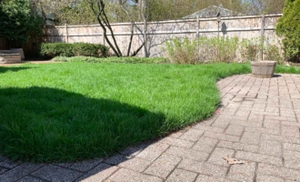 healthy green lawn mowing lawn #lawntip #greenlawn