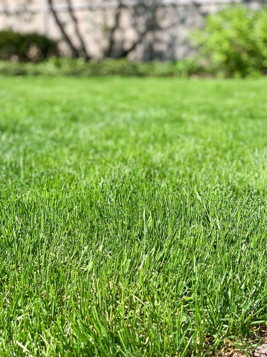 healthy green lawn mowing lawn #lawntip #greenlawn